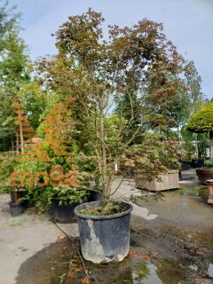 Acer palmatum "Shojo Nomura" |300-350|soliter|C