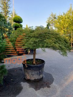 Acer palmatum "Dissectum Viridis" |25/30|1/4 stem|FI:200-250|C