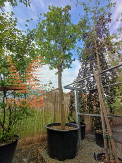 Robinia pseudoacacia "Twisty Baby" ™ |40/45|C