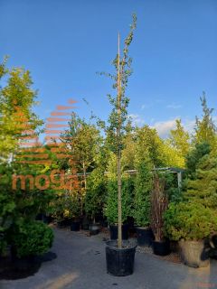 Ginkgo biloba |16/18|Clear stem|C