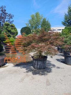 Acer palmatum "Dissectum Nigrum" |20/25|1/4 stem|FI:175-200|soliter|C