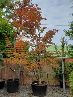 Acer japonicum "Vitifolium" |400-450|soliter|C