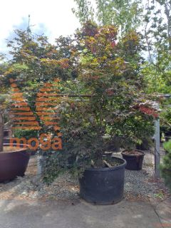 Acer palmatum "Bloodgood" |250-300|soliter|C375