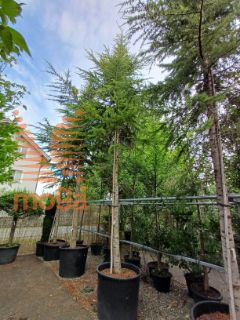 Cedrus deodara "Kelly Gold" |500-550|C300