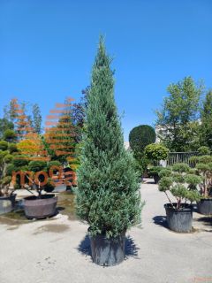 Juniperus scopulorum "Blue Arrow" |300-350|C