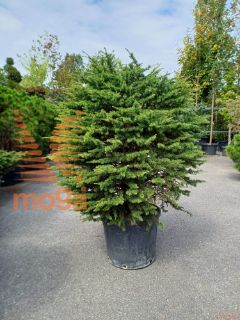 Cedrus atlantica "Compacta" |100-125|FI:100-125|C