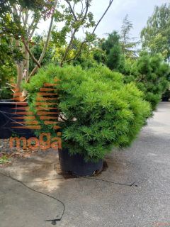 Pinus strobus "Minima" |FI:125-150|C