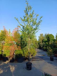 Cercidiphyllum japonicum |12/14|C