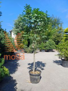 Fraxinus ornus "Meczek" |14/16|Half standard|C