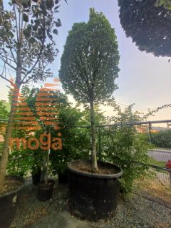 Carpinus betulus "Monumentalis" |40/45|High standard|C