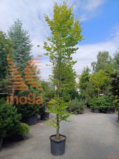 Fagus sylvatica |18/20|C