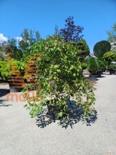 Parrotia persica "Pendula" |200-250|Feathered|extra|C