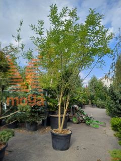 Sophora japonica |300-350|Multi stem|C