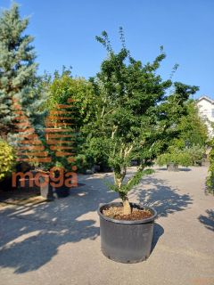 Acer palmatum "Shishigashira" |200-250|soliter|C