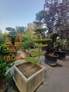 Larix decidua |450-500|Bonsai shape|C92x92x66