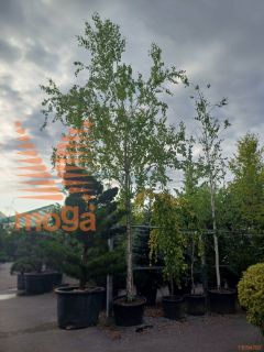 Betula pendula |20/25|C