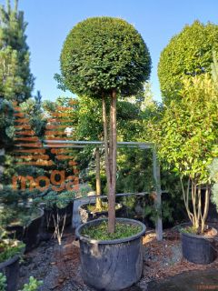 Taxus baccata |High standard|FI:100-125|Shaped|C