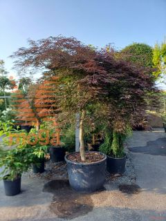 Acer palmatum "Dissectum Inaba Shidare" |20/25|Half standard|FI:200-250|soliter|