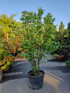 Cercis siliquastrum |200-250|soliter|C