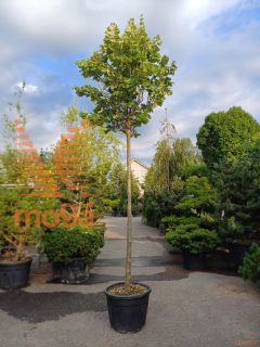 Tilia tomentosa "Silver Globe" |16/18|C