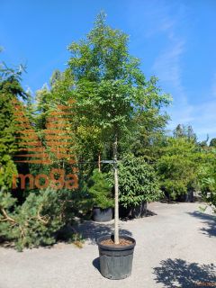 Fraxinus ornus |20/25|Clear stem|C