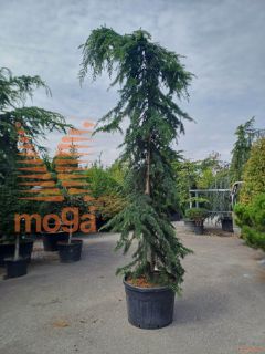 Cedrus deodara "Pendula" |350-400|C