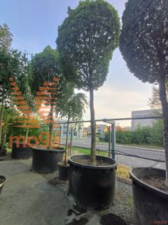 Carpinus betulus "Monumentalis" |35/40|High standard|C