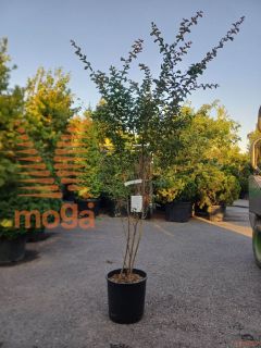 Lagerstroemia indica "Nivea" |125-150|C