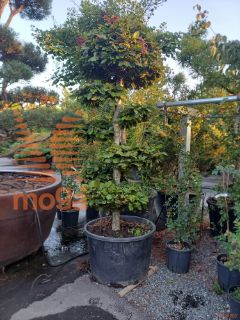 Fagus sylvatica "Atropunicea" |200-250|Bonsai shape|C