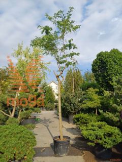 Robinia pseudoacacia "Twisty Baby" ™ |25/30|C