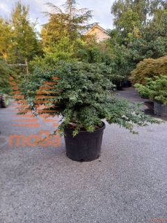 Acer palmatum "Little Princess" |100-125|FI:125-150|Pon-pon|C150