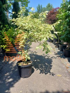 Cornus controversa "Variegata" |125-150|C30