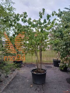 Cornus florida |300-350|C