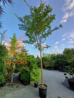 Lagerstroemia indica "Muskogee" |18/20|High standard|C