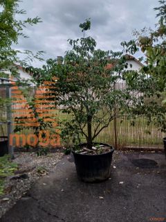 Cornus florida "Rubra" |200-250|soliter|C230