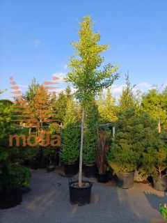 Ginkgo biloba "Fastigiata" |16/18|High standard|C