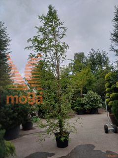 Metasequoia glyptostroboides |450-500|Feathered|C