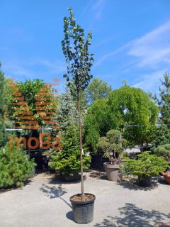 Tilia cordata "Greenspire" |10/12|High standard|C