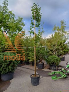 Tilia cordata "Greenspire" |8/10|High standard|C