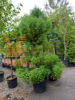 Cryptomeria japonica "Elegans" |200-250|C