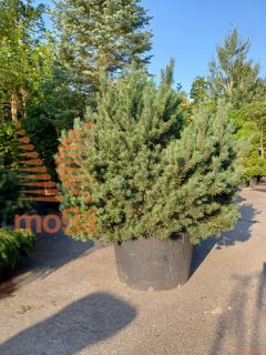 Pinus sylvestris "Watereri" |150-175|FI:150-175|soliter|C