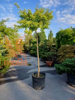 Ginkgo biloba "Mariken" |14/16|C