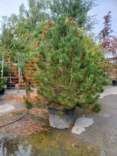 Pinus leucodermis |200-250|soliter|C