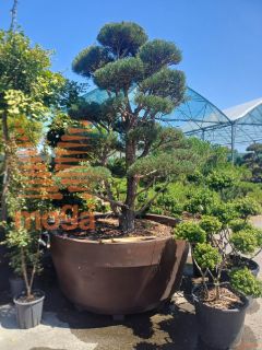 Pinus sylvestris "Norske Typ" |250-300|FI:200-250|Bonsai shape|C/JUMBO1650