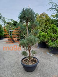 Pinus sylvestris "Watereri" |175-200|Pon-pon|C