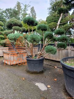 Pinus sylvestris "Watereri" |125-150|FI:125-150|Bonsai shape|C