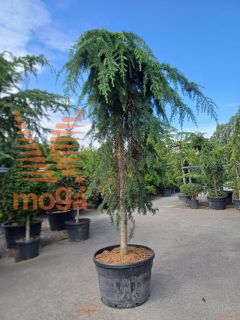 Cedrus deodara "Pendula" |25/30|High standard|soliter|C