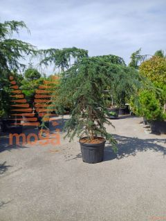 Cedrus deodara "Pendula" |250-300|extra|C