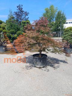 Acer palmatum "Dissectum Stella Rossa" |175-200|FI:300-350|soliter|C