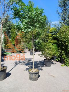 Fraxinus ornus "Meczek" |14/16|3/4 stem|C